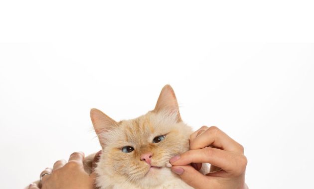 vitamin kucing