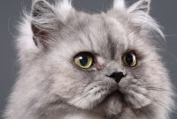 cara agar bulu kucing tidak rontok