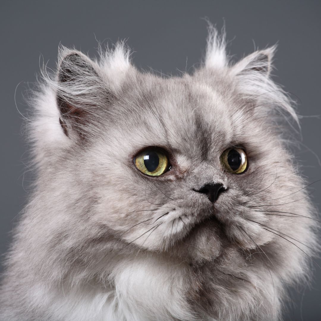 cara agar bulu kucing tidak rontok