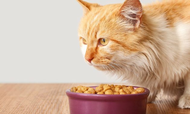 cara agar bulu kucing tidak rontok