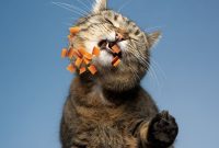 makanan kucing untuk bulu dan gemuk makanan kucing untuk bulu dan gemuk