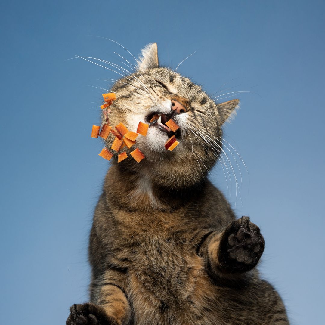makanan kucing untuk bulu dan gemuk