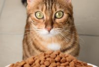 penambah nafsu makan kucing penambah nafsu makan kucing