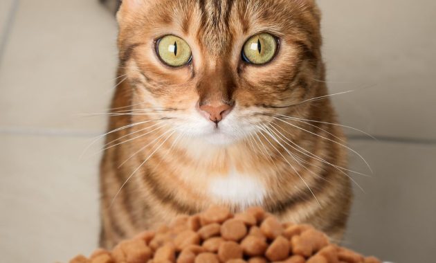 penambah nafsu makan kucing