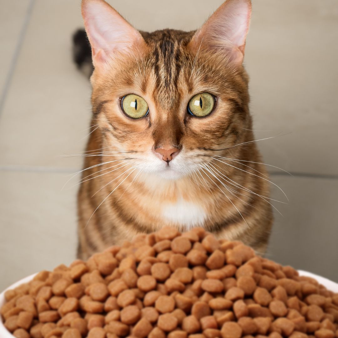 penambah nafsu makan kucing
