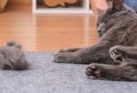 obat alami bulu kucing rontok