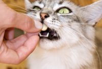 vitamin penggemuk kucing