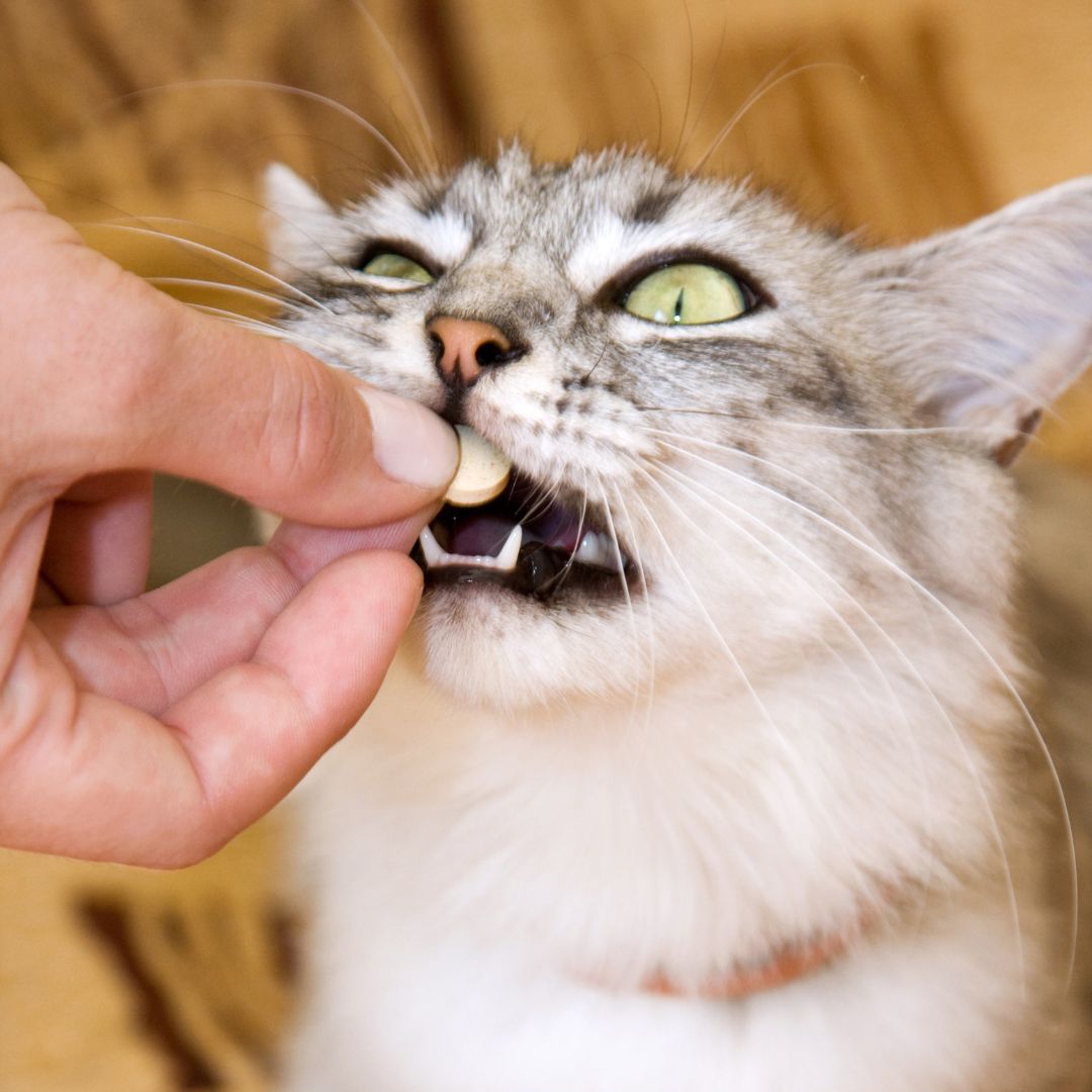 vitamin penggemuk kucing