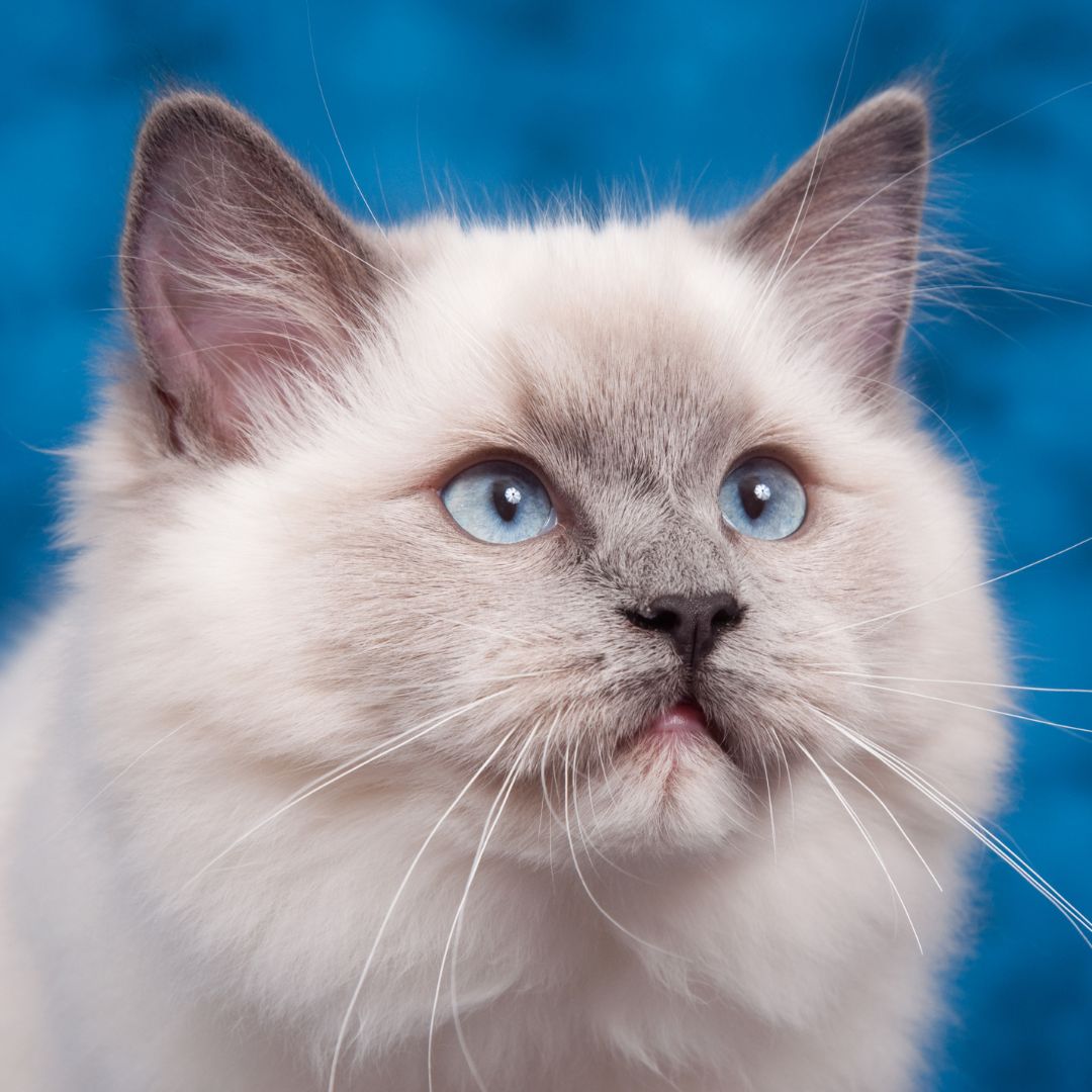 kucing bulu lebat kucing bulu lebat