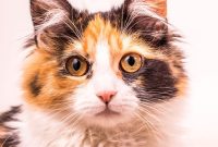 vitamin penambah nafsu makan kucing