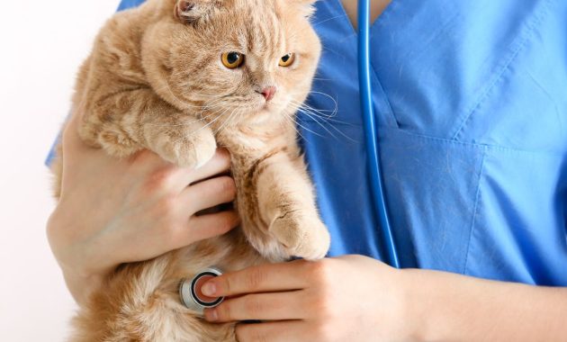 vitamin untuk kucing sakit