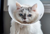 vitamin untuk kucing sakit