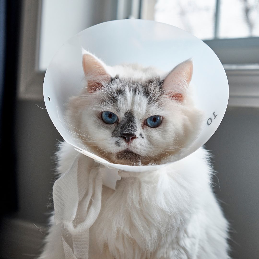 vitamin untuk kucing sakit