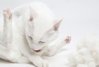 bulu kucing rontok