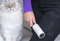bulu kucing rontok