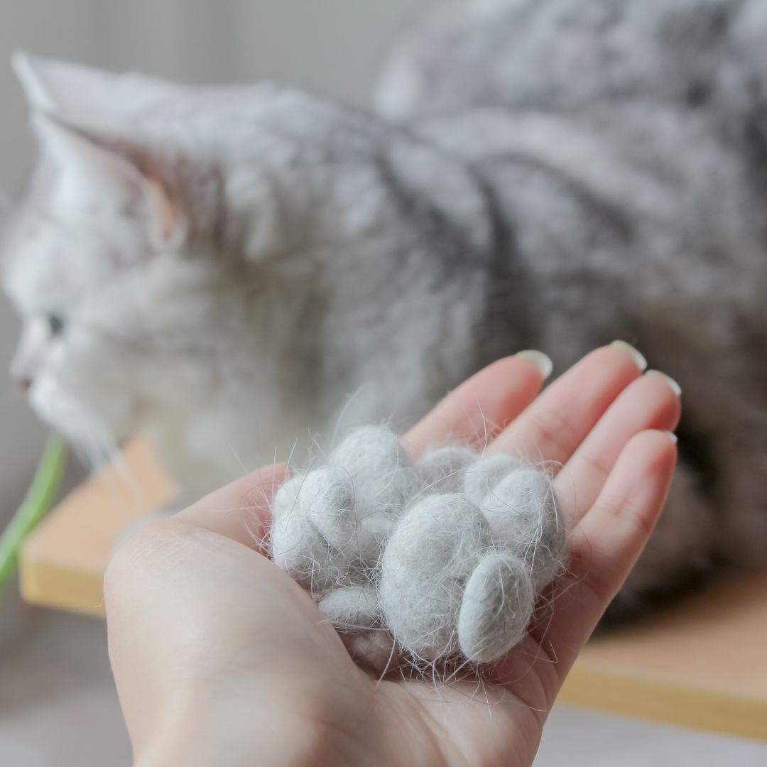 bulu kucing rontok