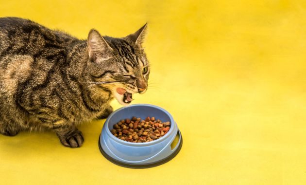 makanan kucing murah