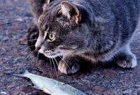 makanan kucing murah