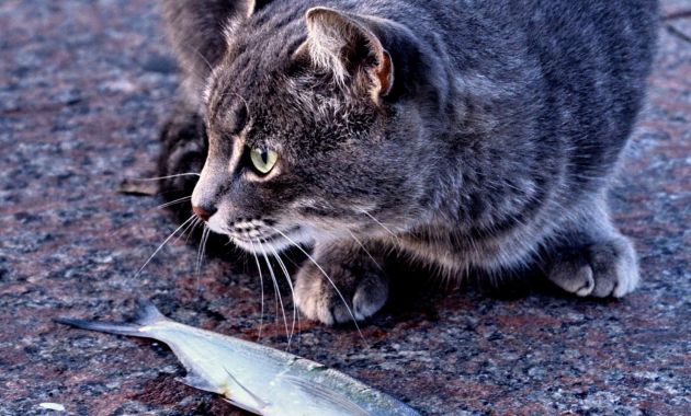 makanan kucing murah