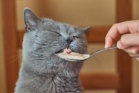 makanan kucing basah