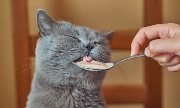 makanan kucing basah