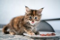 makanan kucing kitten