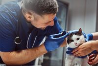 vitamin kucing sakit