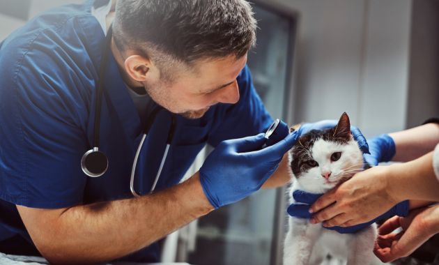 vitamin kucing sakit