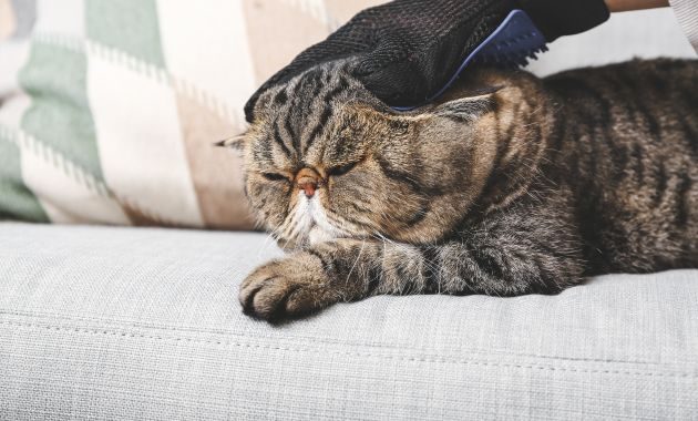 sisir kucing