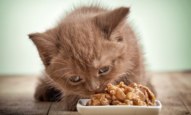 makanan anak kucing umur 1 bulan