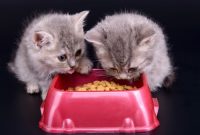 makanan anak kucing umur 1 bulan