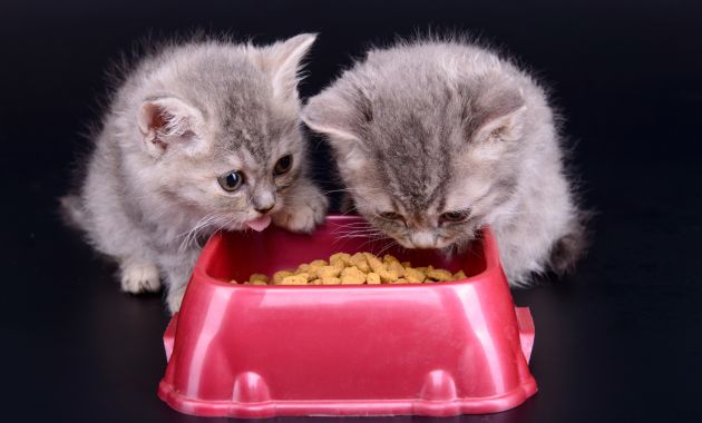 makanan anak kucing umur 1 bulan makanan anak kucing umur 1 bulan