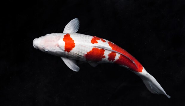 gambar ikan koi
