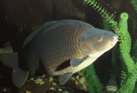 racikan umpan ikan mas