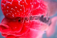 ikan louhan termahal