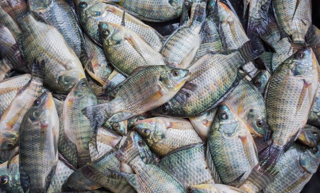 essen ikan nila