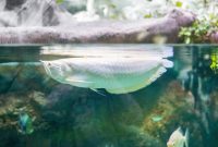 ikan temahal di dunia