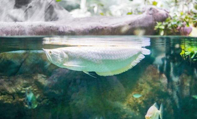 ikan temahal di dunia