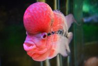 ikan louhan termahal