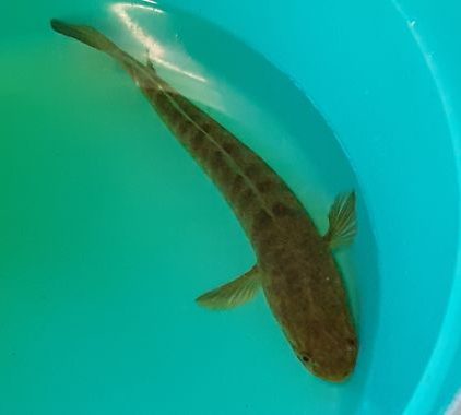 umpan ikan gabus