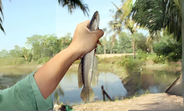 umpan ikan gabus