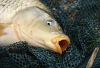 racikan umpan ikan mas