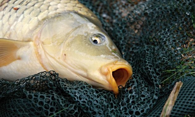 racikan umpan ikan mas