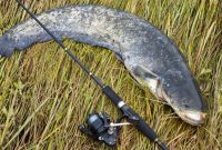 umpan lele pancing jitu