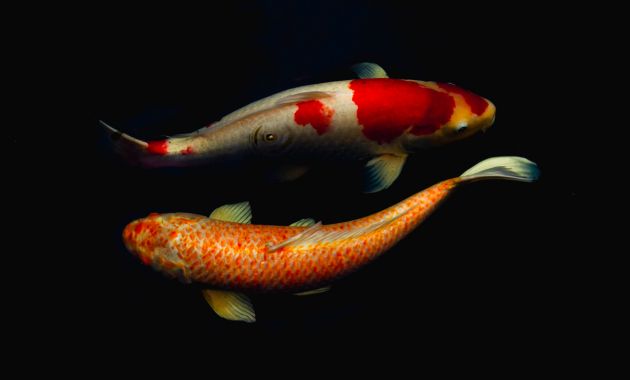 harga ikan koi