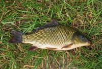 umpan pelet ikan mas