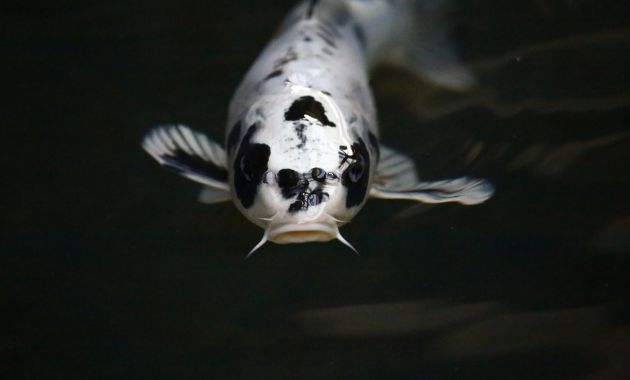 jenis ikan koi