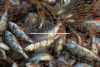 mimpi mancing ikan dapat banyak