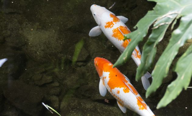 ikan koi kecil