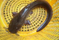 umpan lele pancing jitu